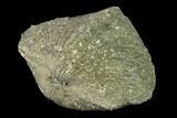 Pyrite Replaced Brachiopod (Paraspirifer) Fossil - Ohio #135558-2